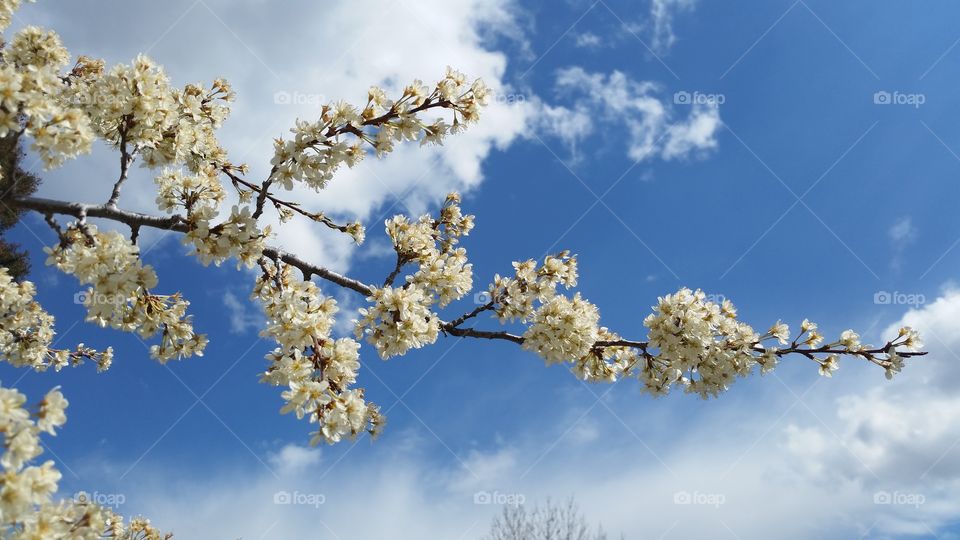 blossoms and blue sky