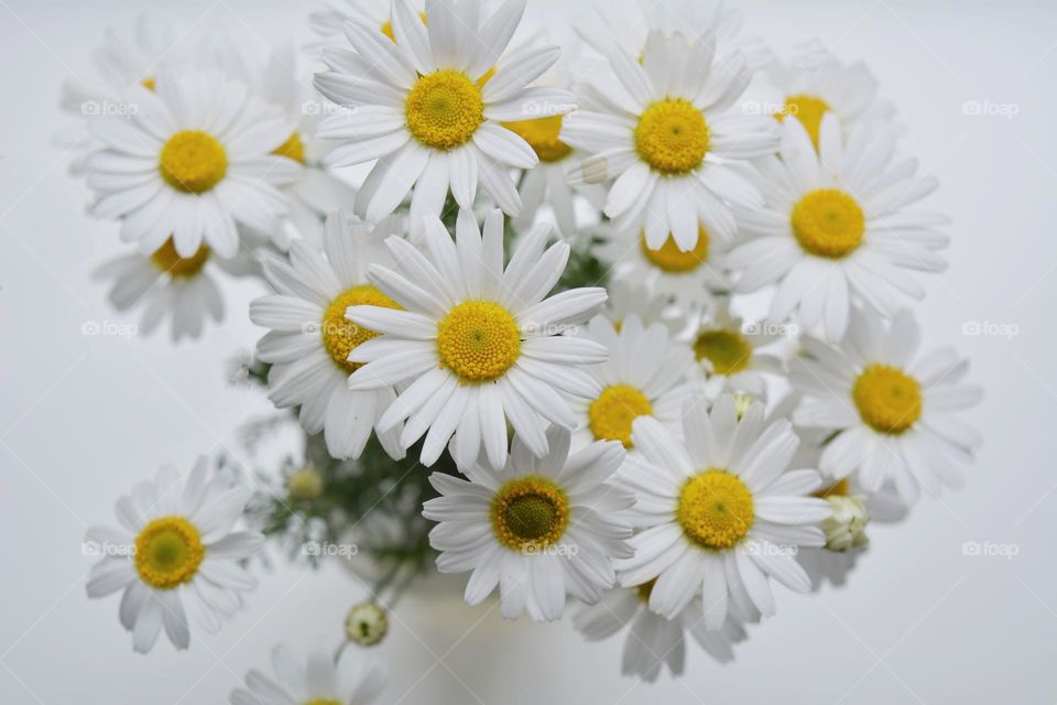 beautiful texture background camomile flowers close up bouquet