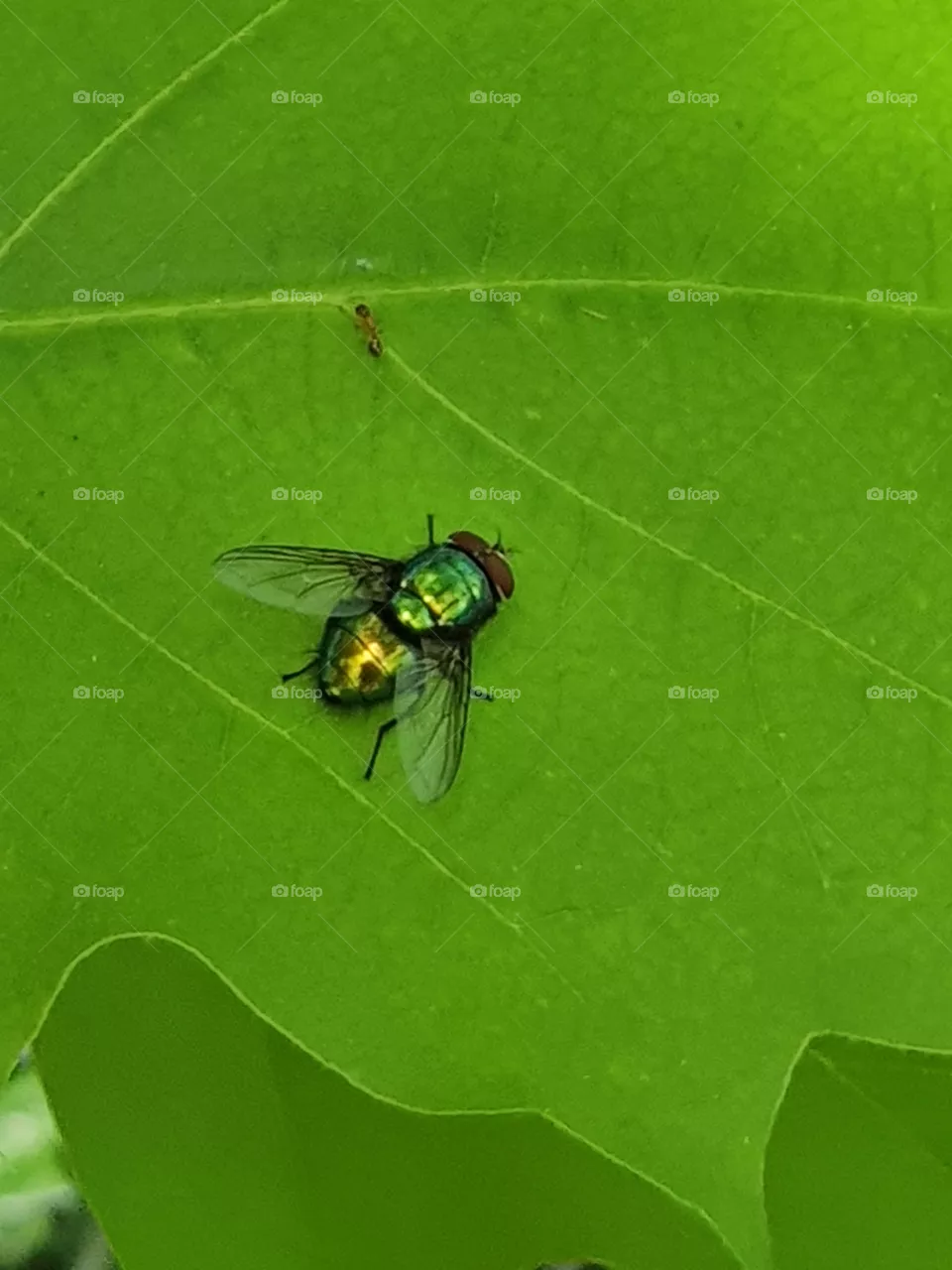 Fliege auf einem Blatt