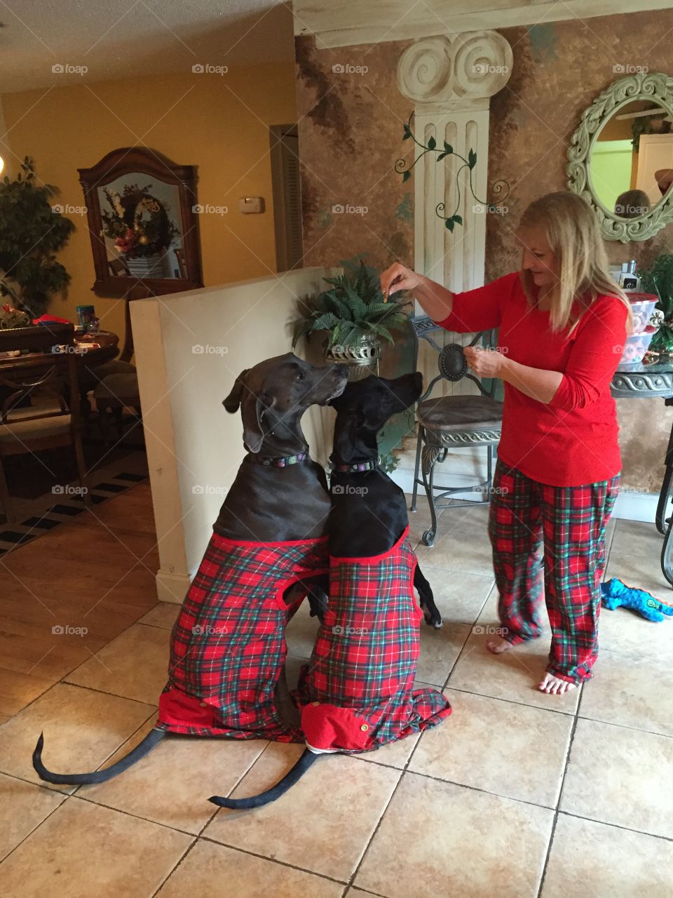 Woman feeding their pet dogs