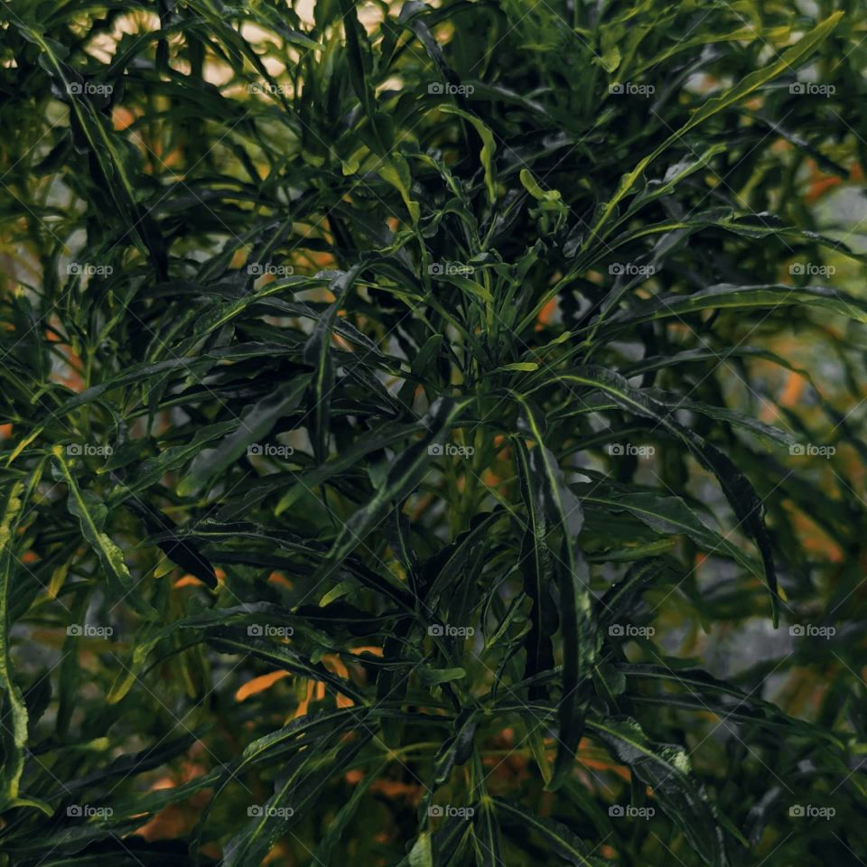 it also a dark green leaves called as pogostemon helferi