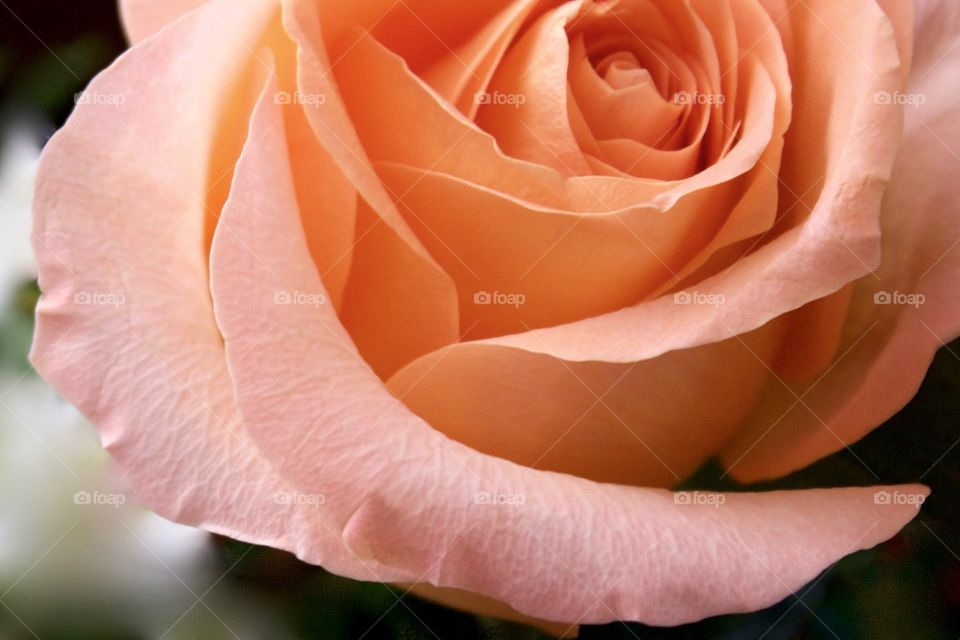 Closeup of a peach-colored rose in natural light against a dark background