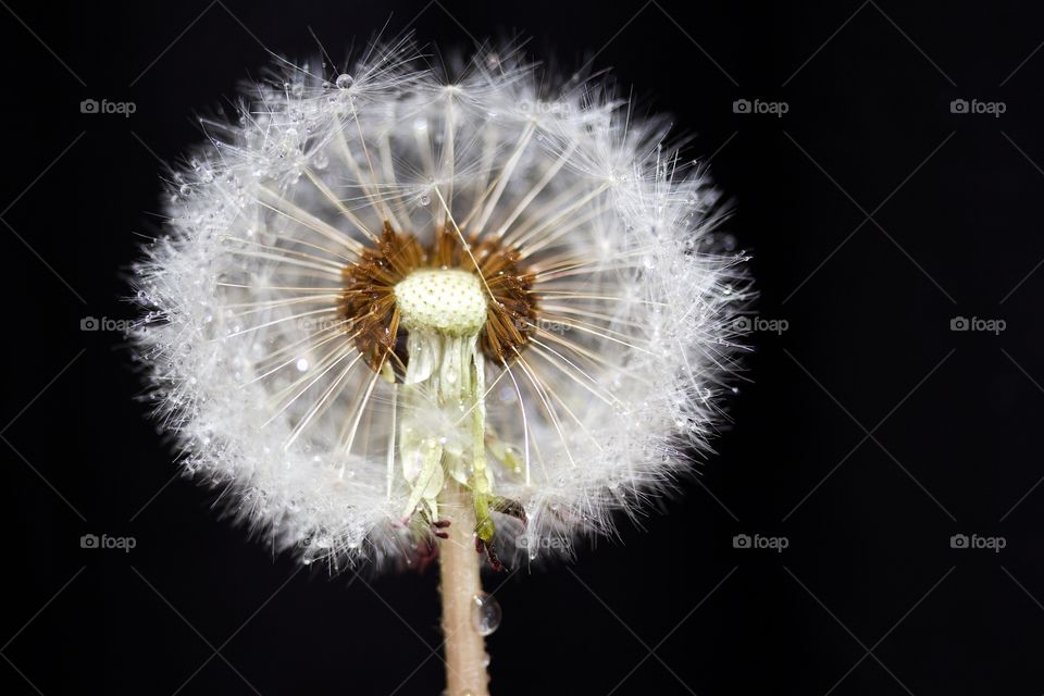 Dried dandelion with water drops