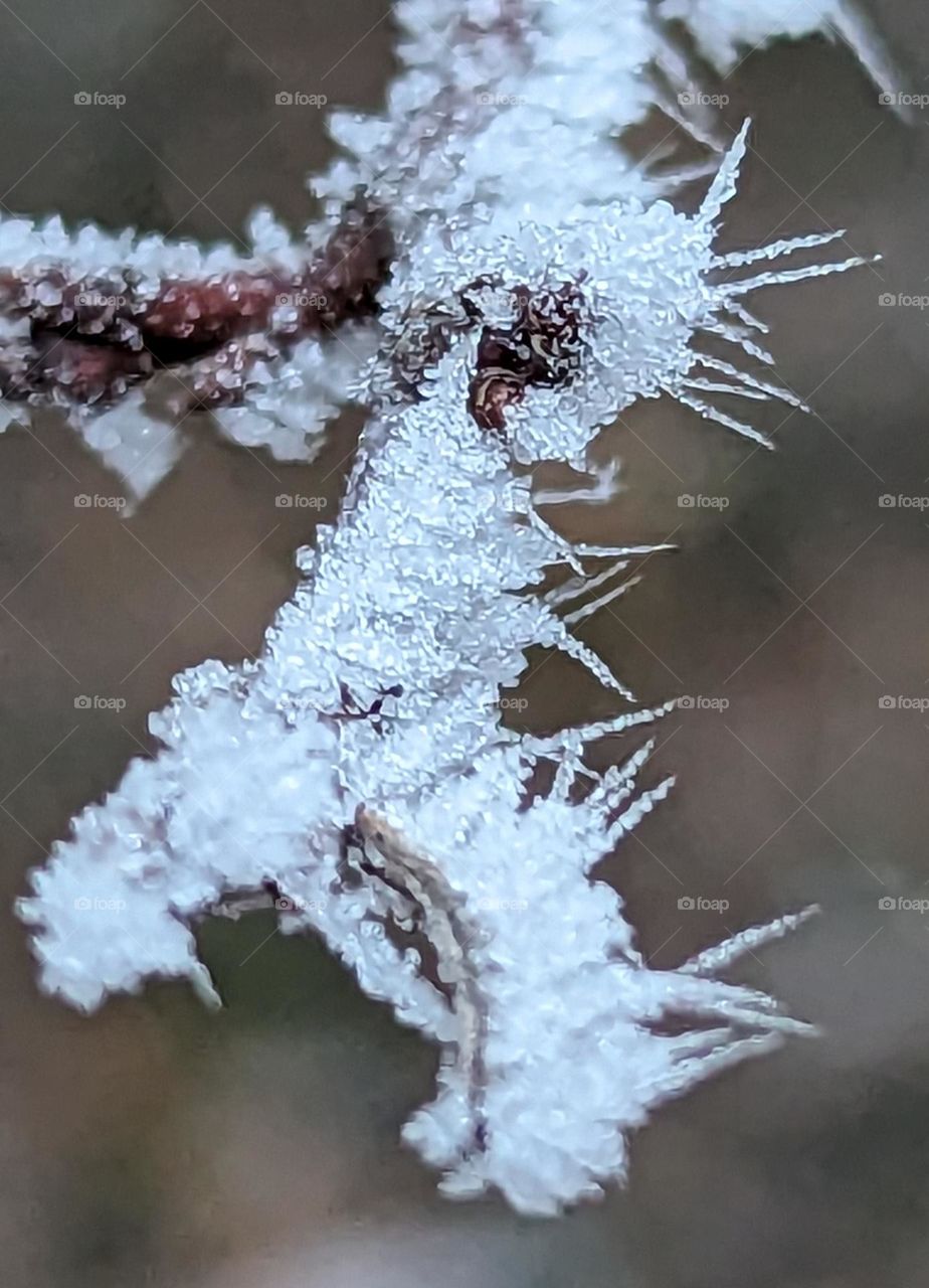frost on the branch