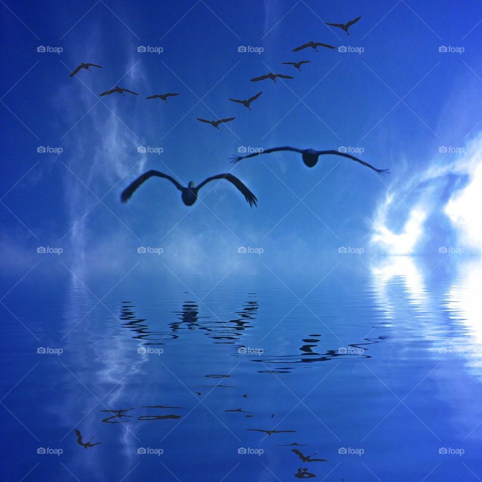 Birds view over water