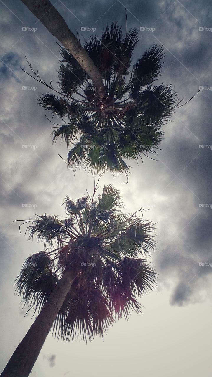 Palm tree under the sky