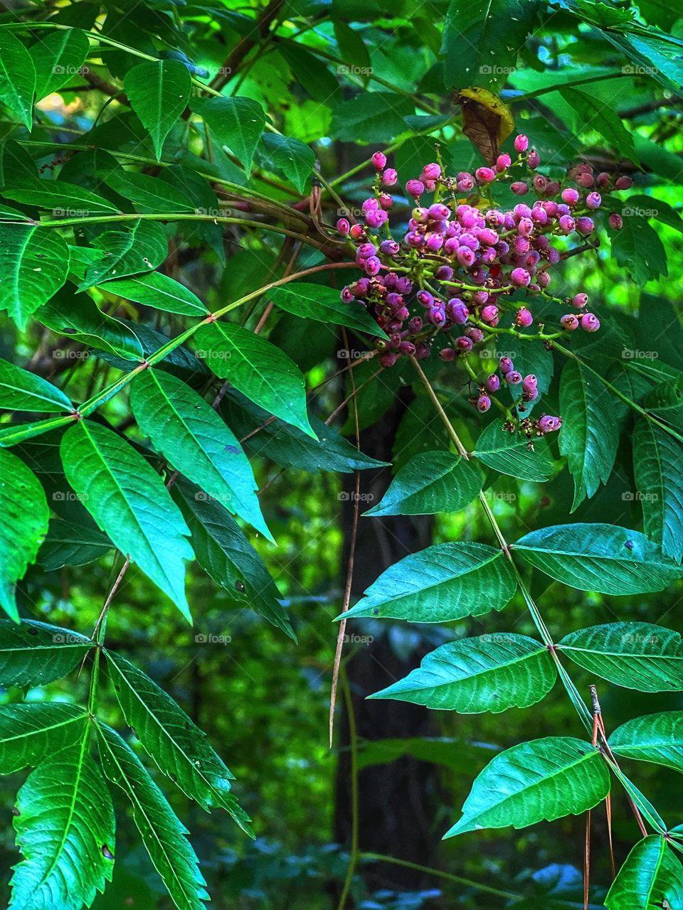 Elderberries growing from an Elder tree. These berries are used in holistic medicine to treat cold and flu symptoms.