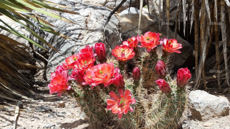 Red Cactus Blooms in New Mexico