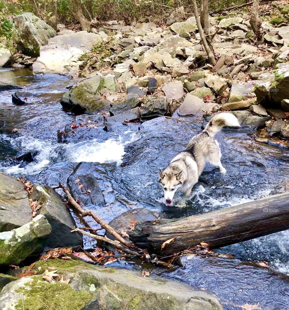 Eskimo dog wading through fast flowing creek in mountain forest 