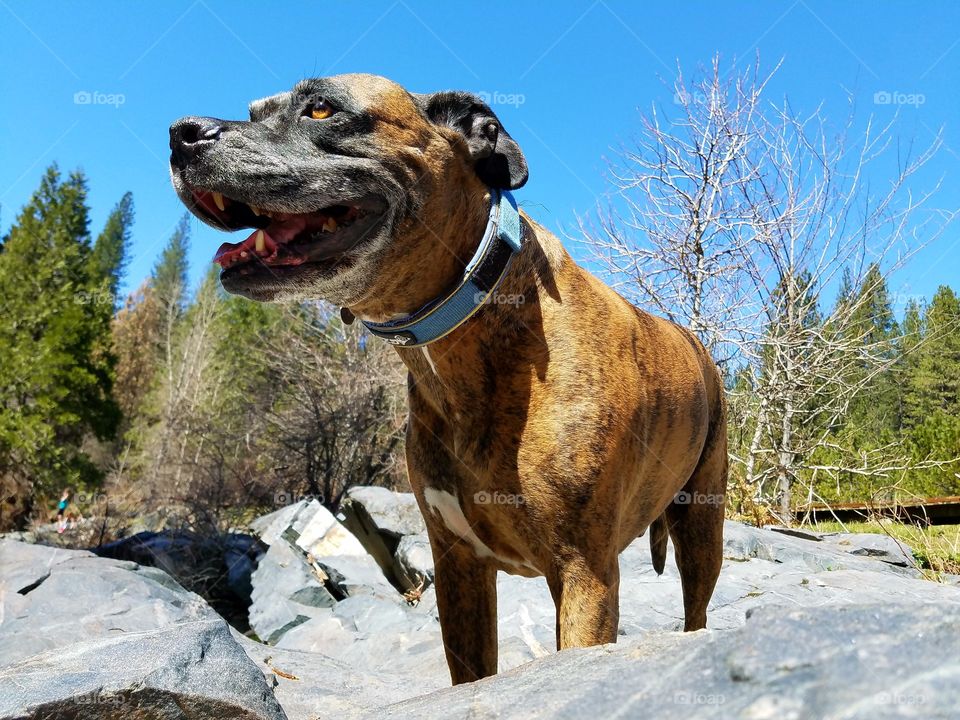 Thor lovin the day in the mountains!