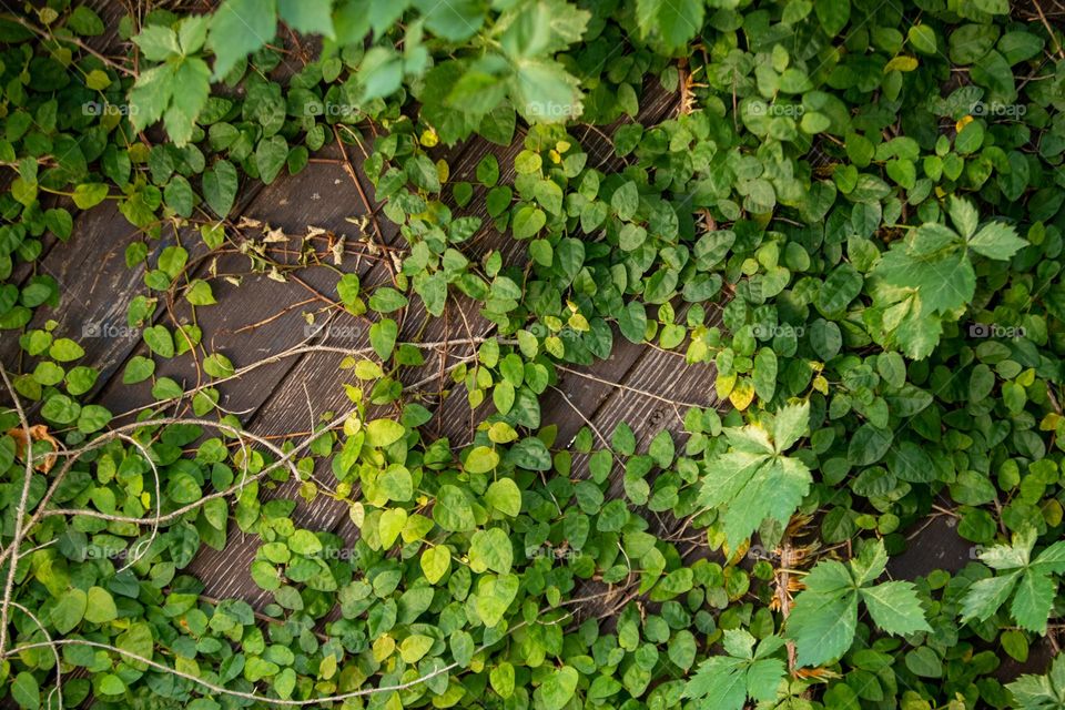 Climbing vines populate a distressed wood fence