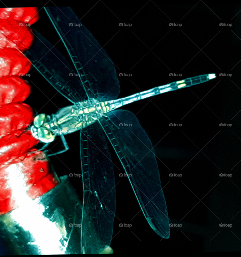 Closeup shot of a Dragon fly. Dragonflies have large compound eyes, which is their main sense organ. They have four strong transparent wings, and a long body.