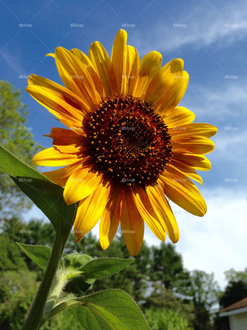 Sunflower Bloom in Late Afternoon Sun.🌻