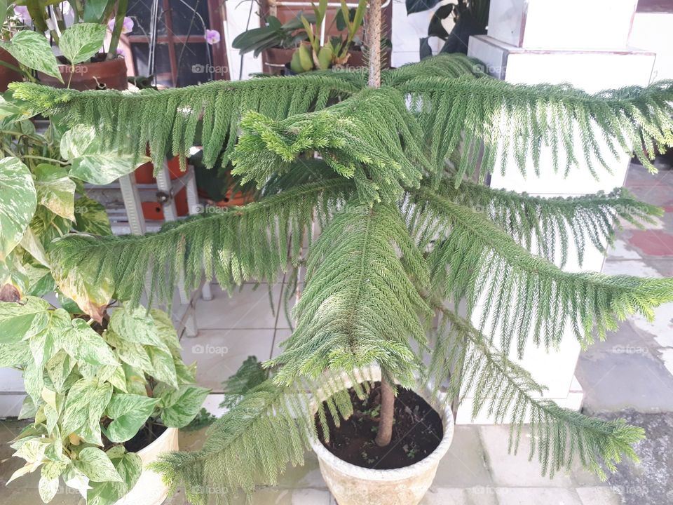 green plants thrive in pots in summer