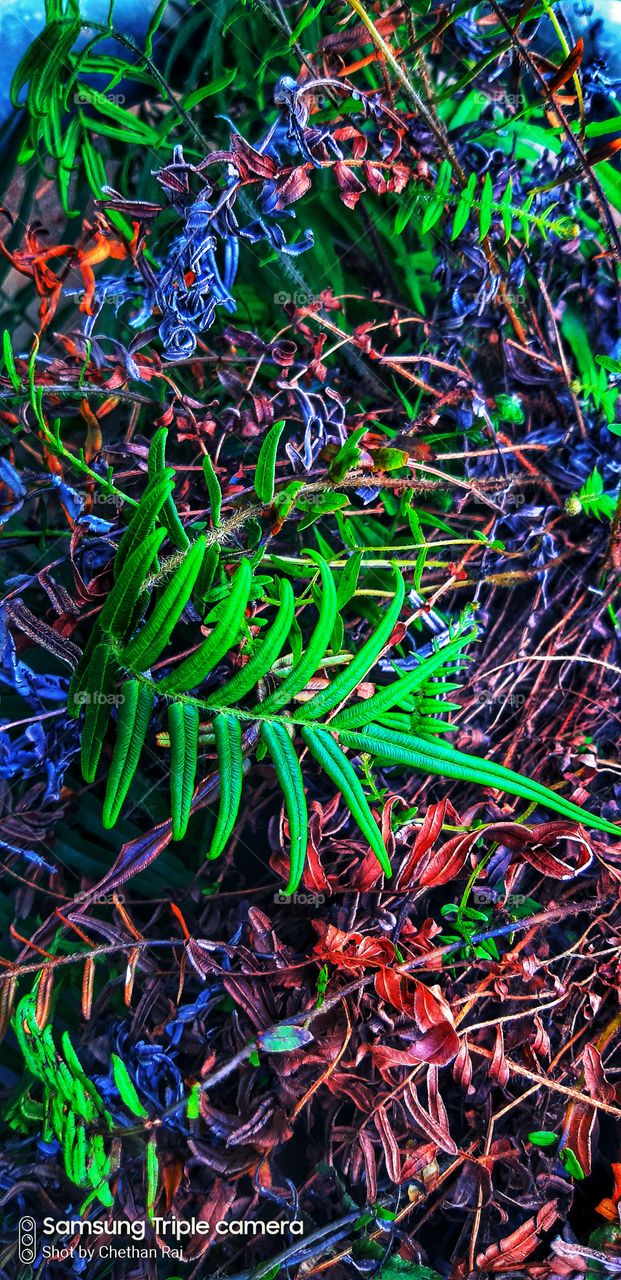 green colour stories