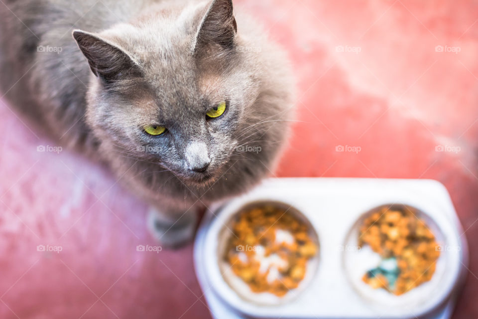 High angle view of angry cat