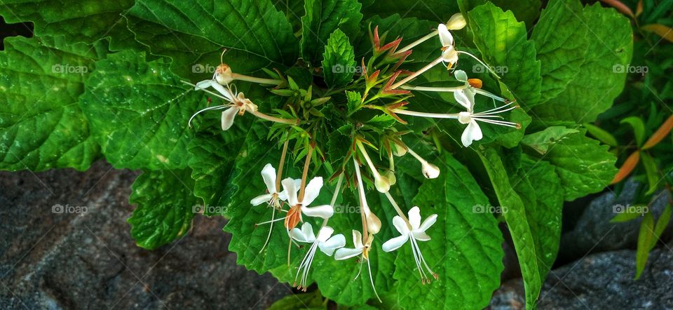 Korean jasmine flower.