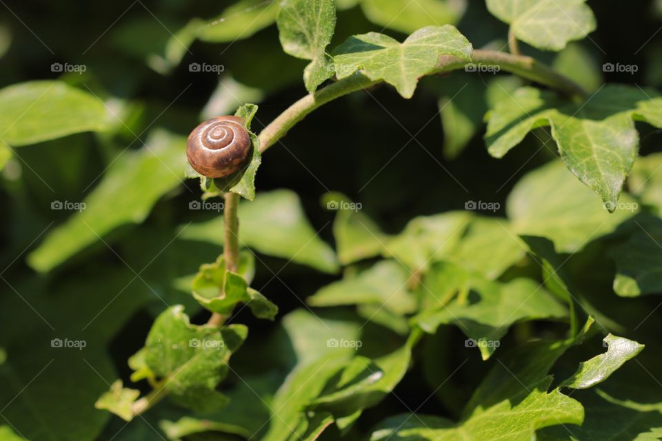 Small snail on green leaves