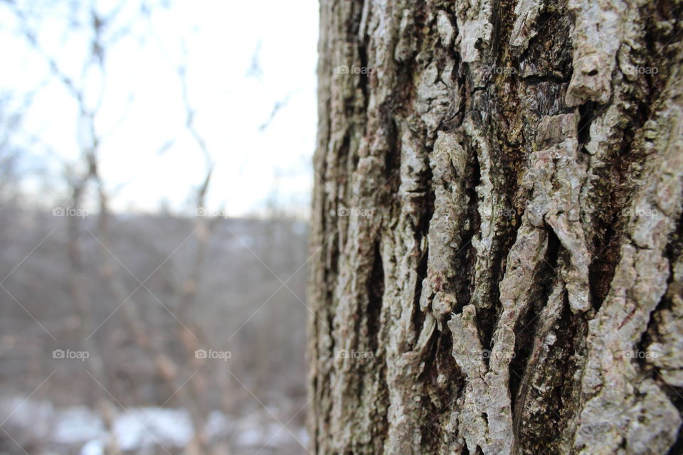 Tree bark on a warm winter day, with the snow melting away, exposing the grass and dirt hidden underneath for weeks.  