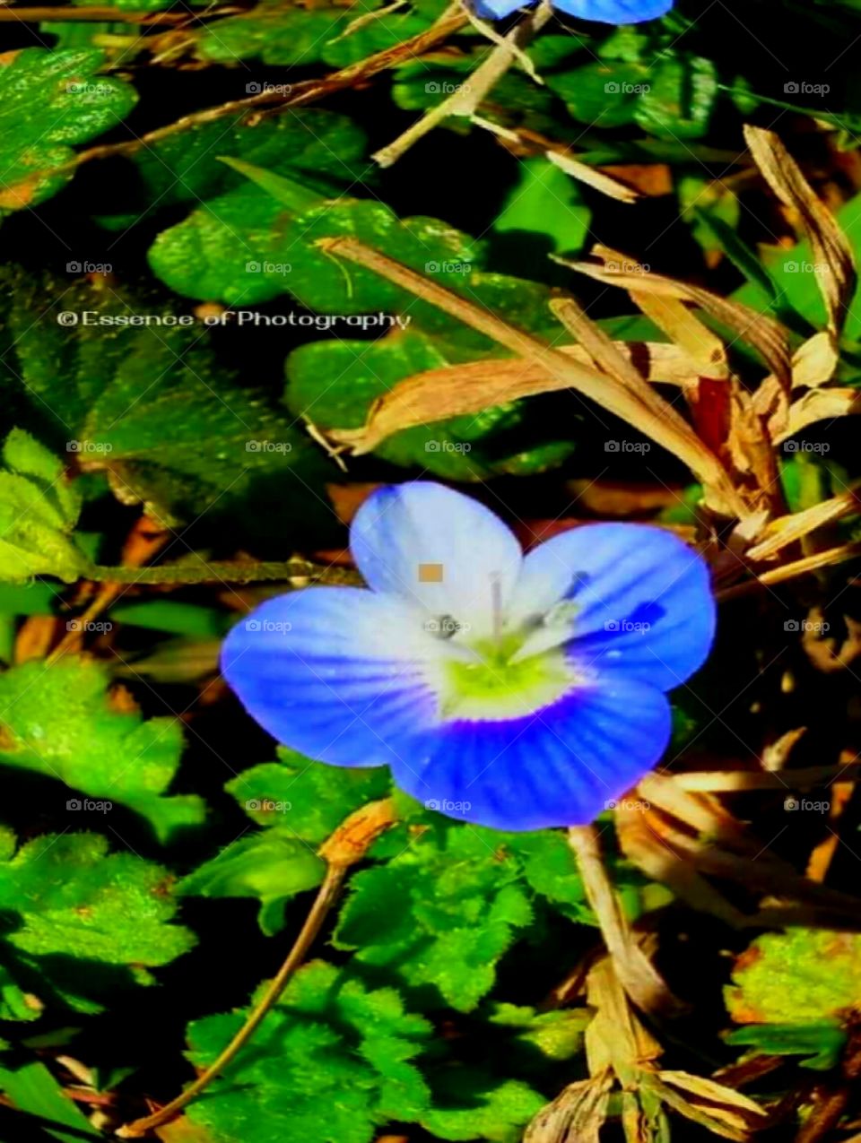 NIVEA SPRING IS IN THE AIR