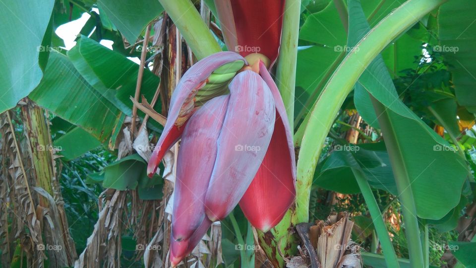 banana flower before becoming fruit