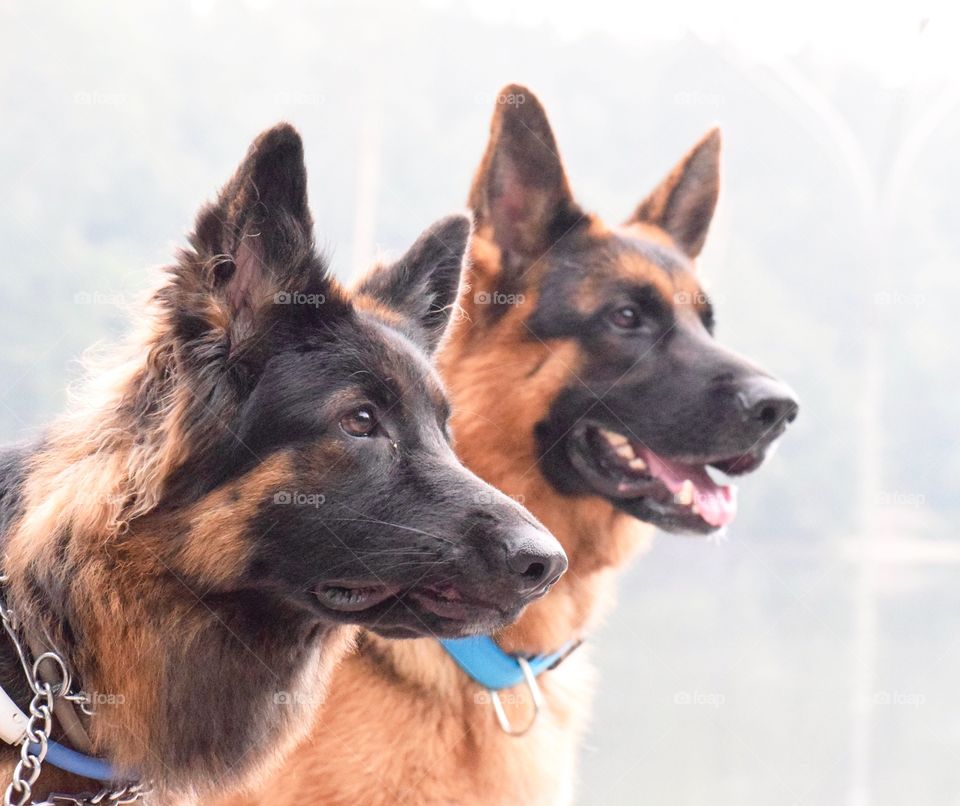 German shepherds
