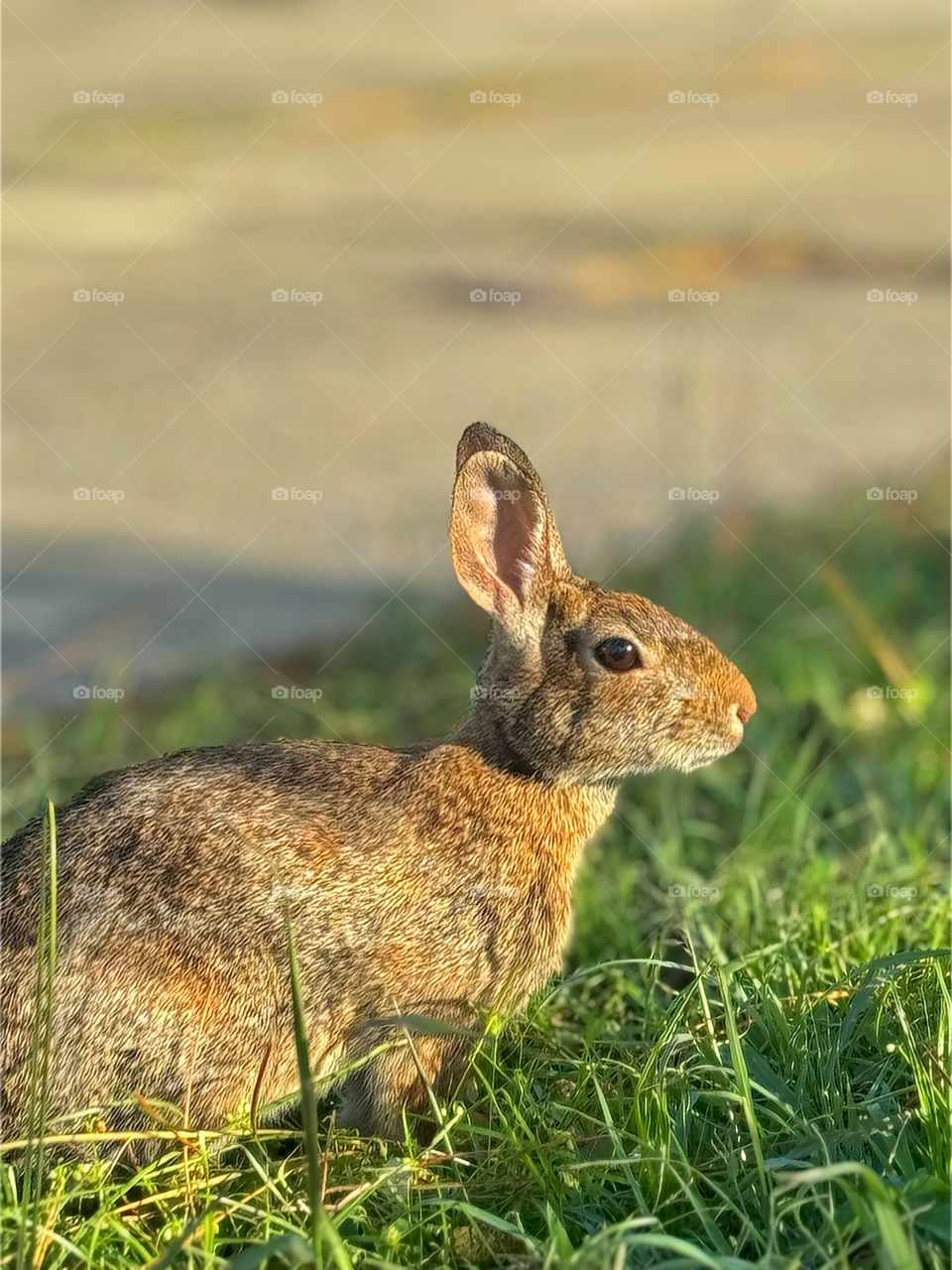 Portrait of a wild and beautiful Cottontail rabbit.