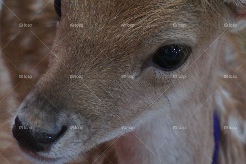 Close-up of a fawn