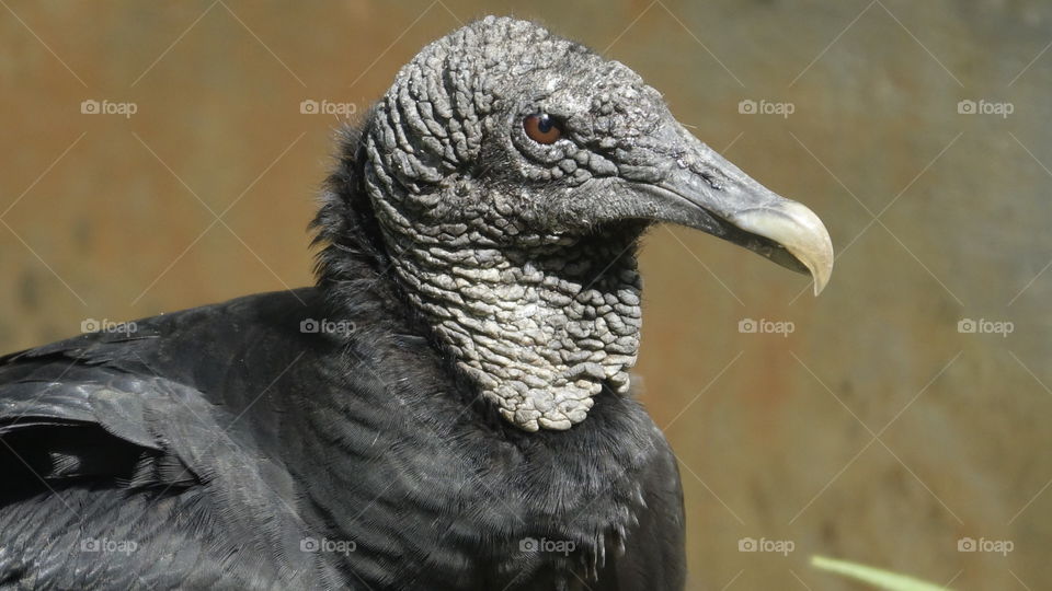Vulture profile
