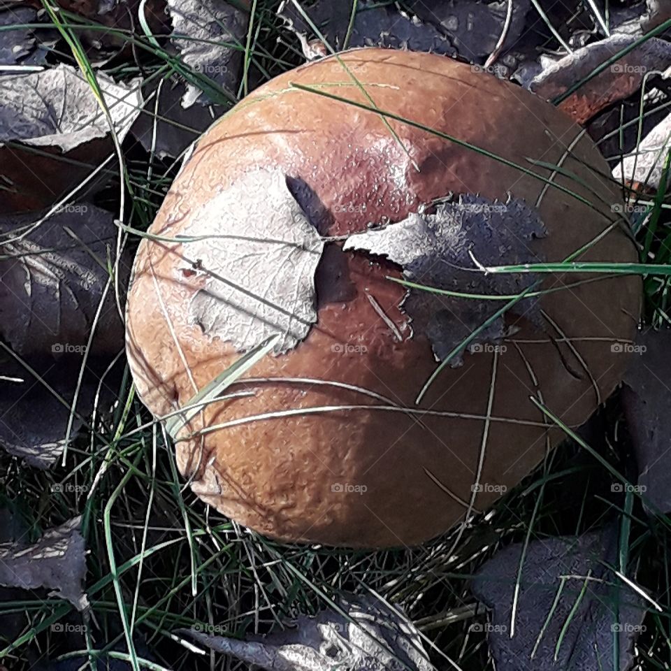 edible sunlit mushroom in the garden