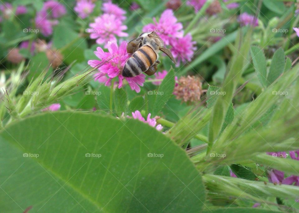 bee + colour =honey