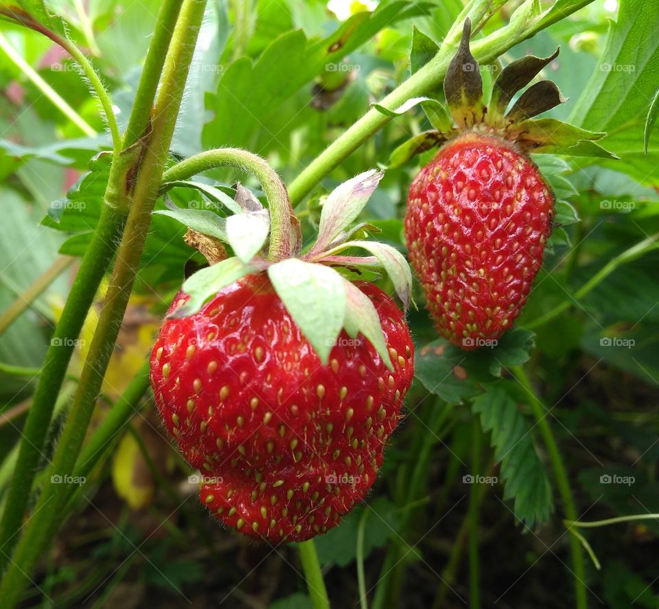 Strawberry