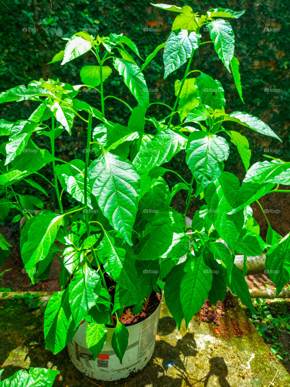 foto com ótima resolução, e editada conforme as cores.