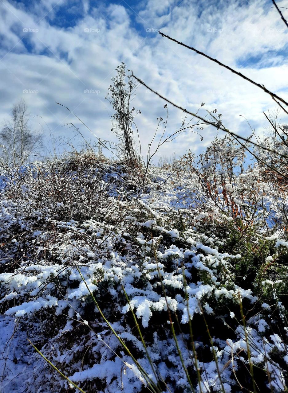 winter sun and snow