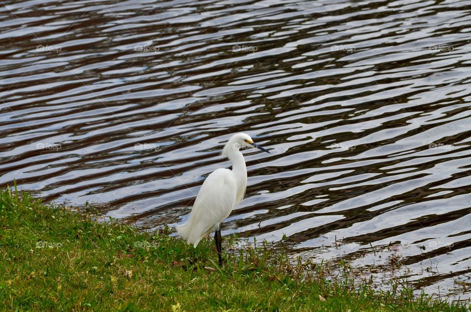 Snowy egret 