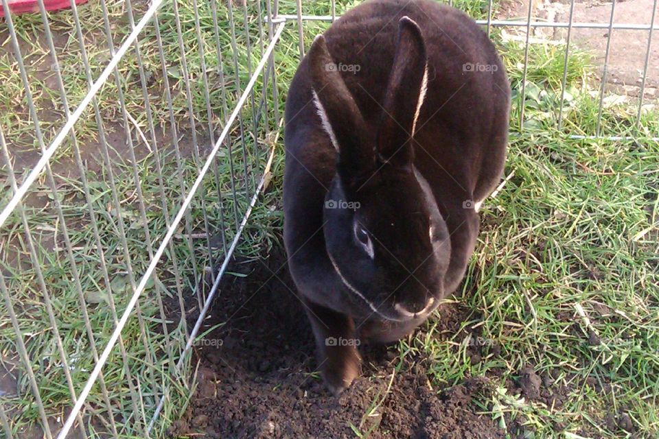 My rabbit having fun digging