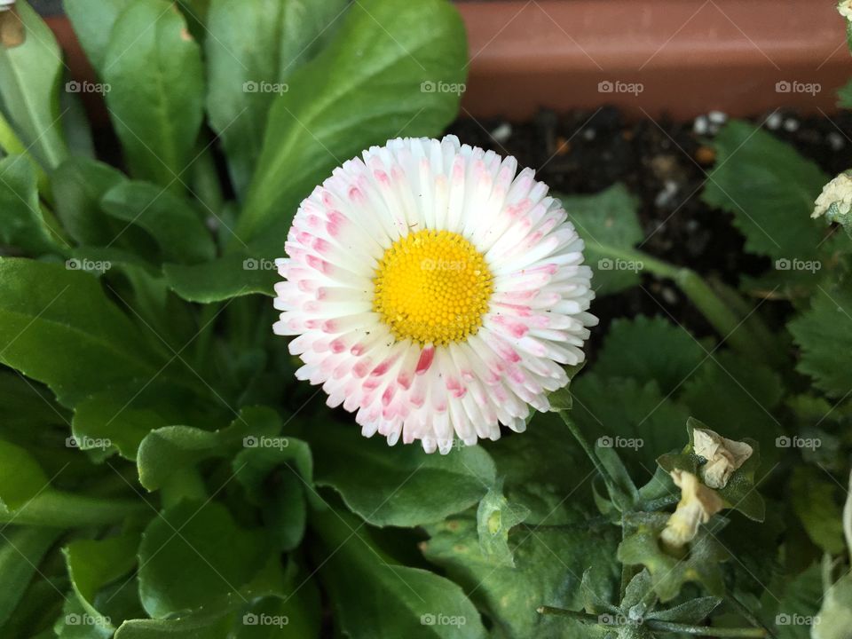 White and pink flower 