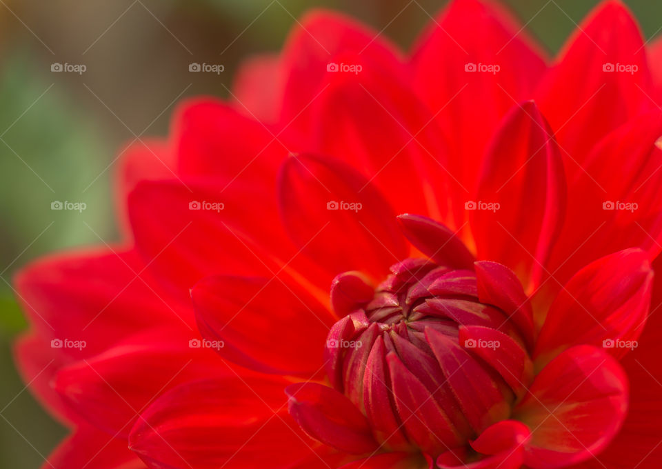 Red Dahlia Flower.