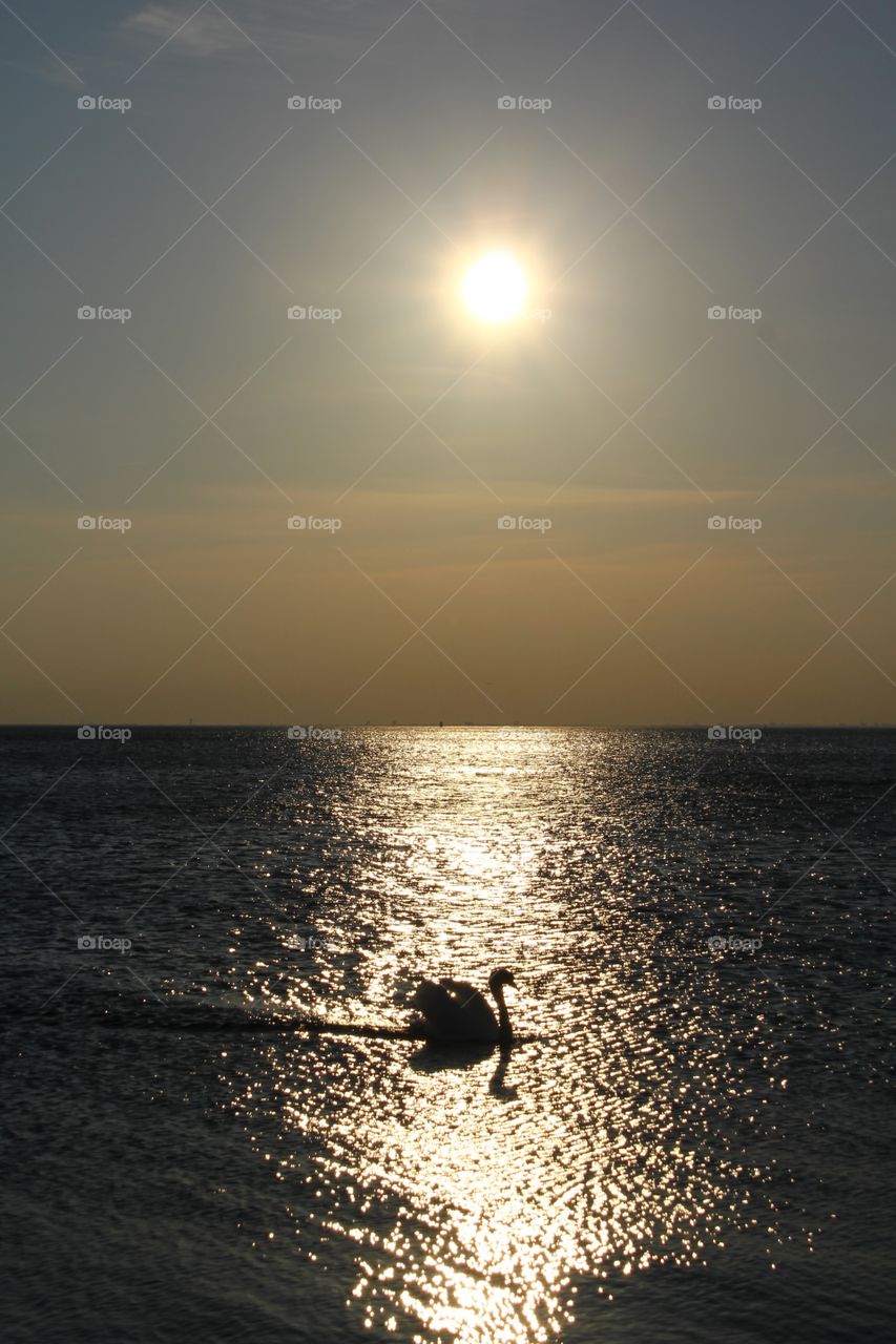 Silhouette of a swan in the middle of the sea during sunset in the baltic sea