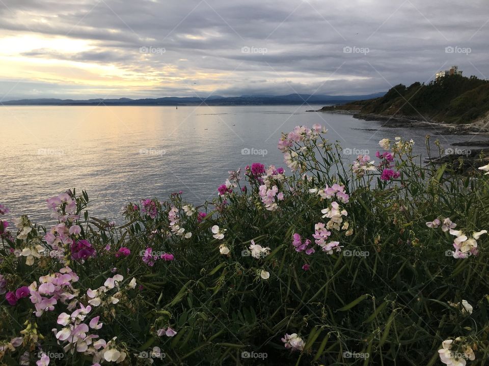 Flowers by the coast in Victoria , BC