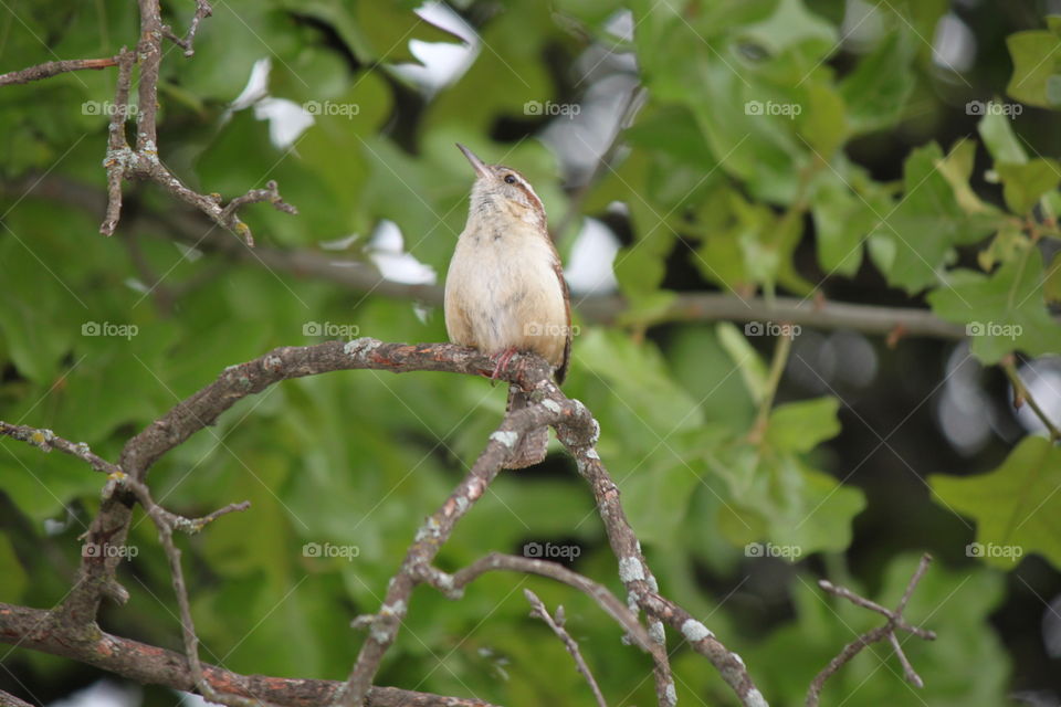 Singing Carolina Wren