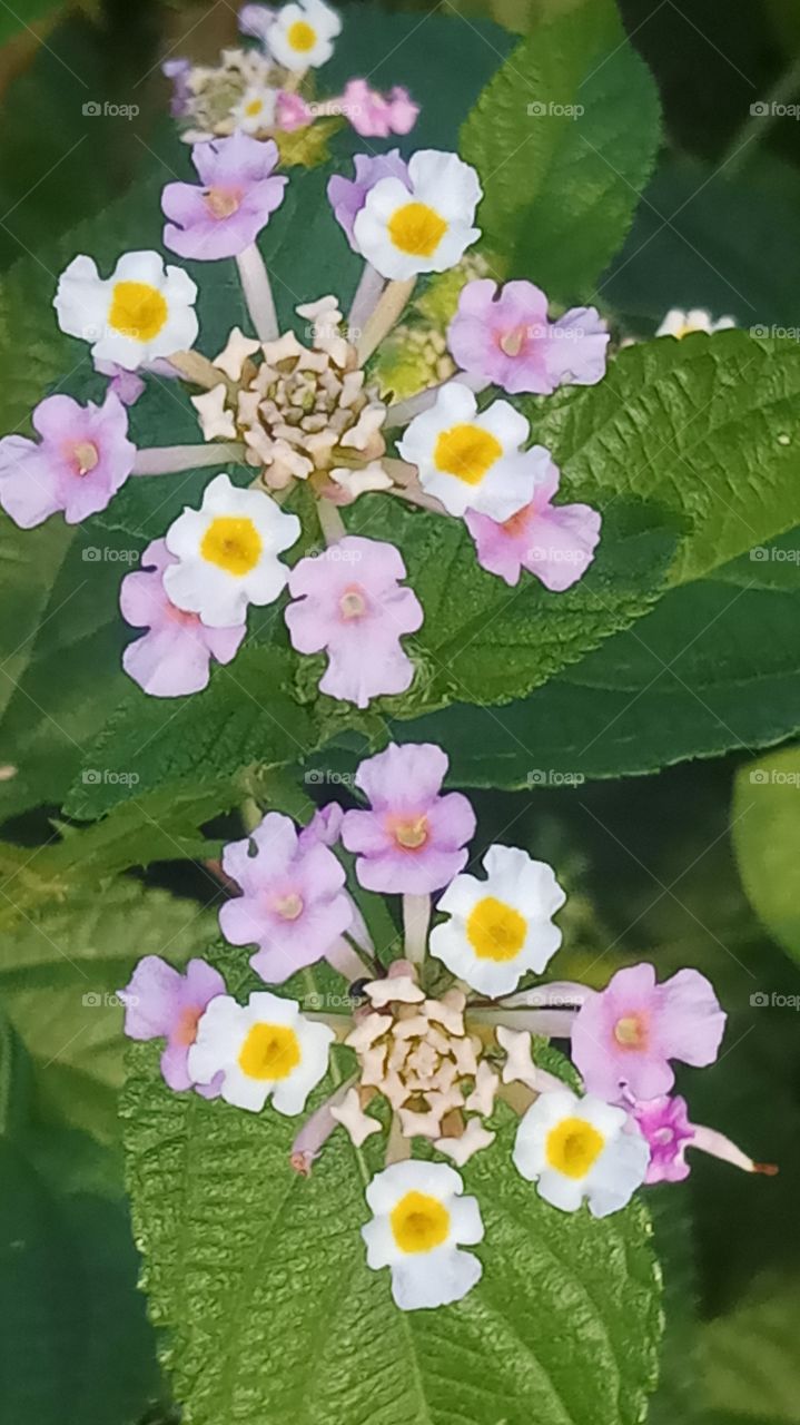 The flower is very nice click and very beauty