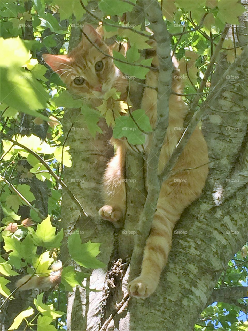 Cat relaxing in tree
