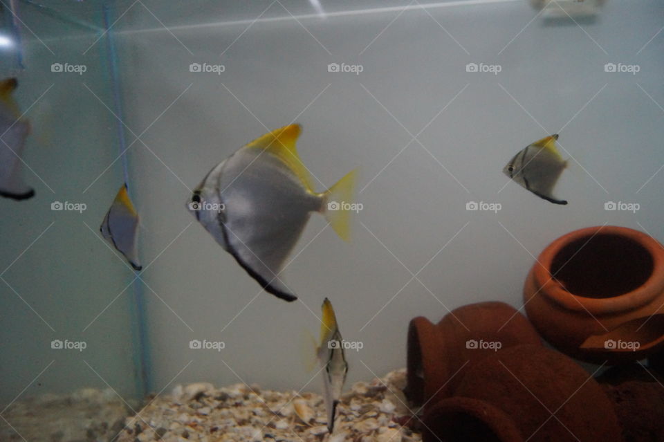 aquarium fish