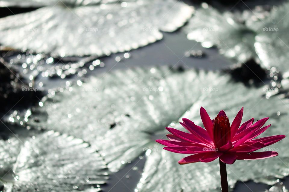 A blooming pink lotus in a pond