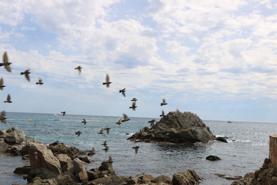 Flock of pigeons by the sea 