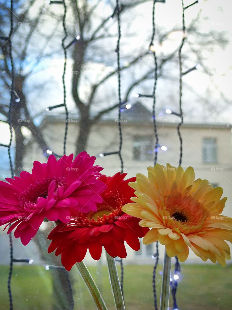 Three gerberas: yellow, pink and red against the background of diode bulbs