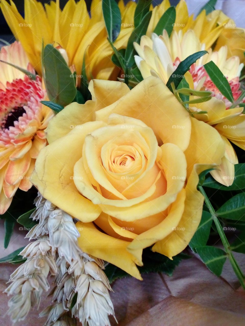 yellow rose flower background