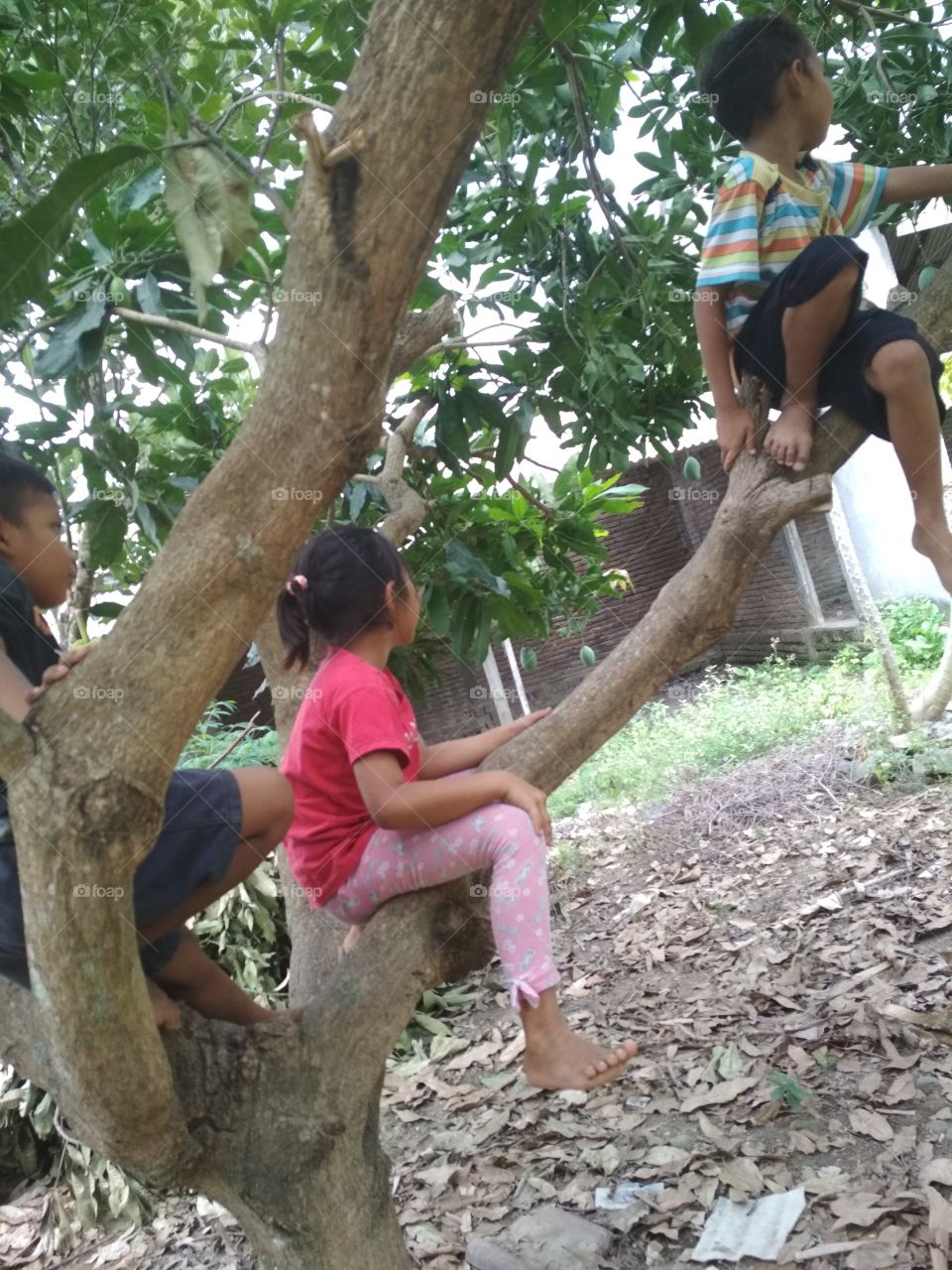 Kids on the tree