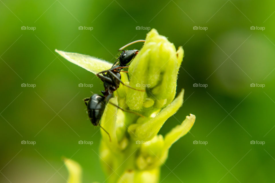 In a warm greenhouse, tiny pharaoh ants (Monomorium pharoaonis) and Argentine ants (Iridomyrmex humilis) may appear. These imported species have been spread as passengers on plant material. They feed on small insects like wireworms, caterpillars etc.